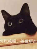 猫先生