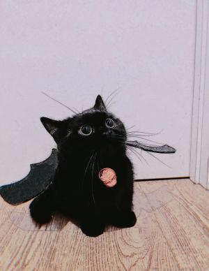 你想要一只猫猫吗