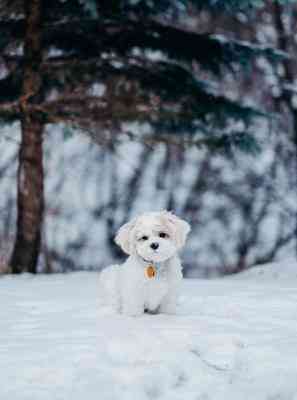 我弟弟的日记本