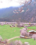 艳满桃花村